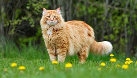 Giant Cat .